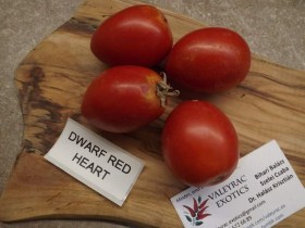Dwarf Red Heart paradicsom - Paradicsom különlegességek az Egzotikus Növények Stúdiója kínálatából